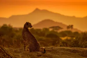 Capture breathtaking photos of wildlife at dusk.