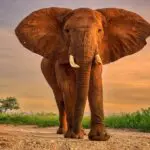 Daily game drives offer an opportunity to encounter must-see wildlife.