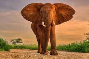 Daily game drives offer an opportunity to encounter must-see wildlife.