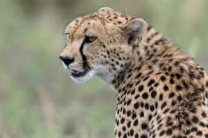 ubuntu-camp-cheetah-5