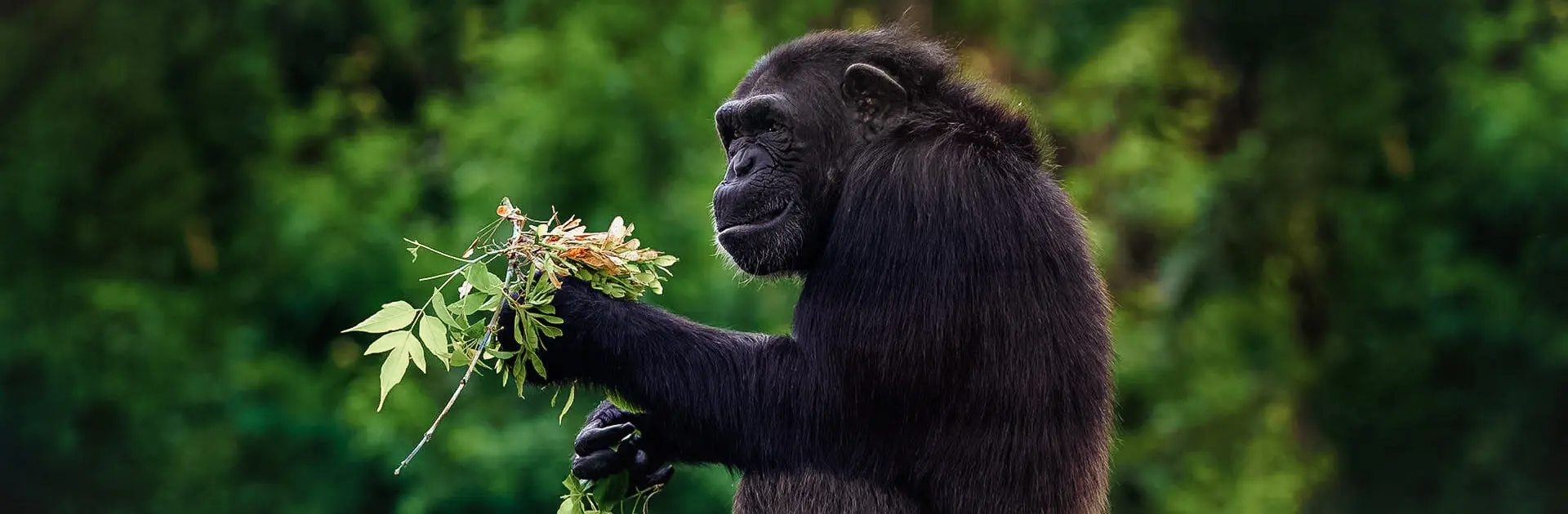 Un primate sentado en un bosque cogiendo una rama con hojas | Go2Africa