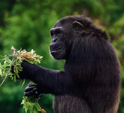 Un primate sentado en un bosque cogiendo una rama con hojas | Go2Africa