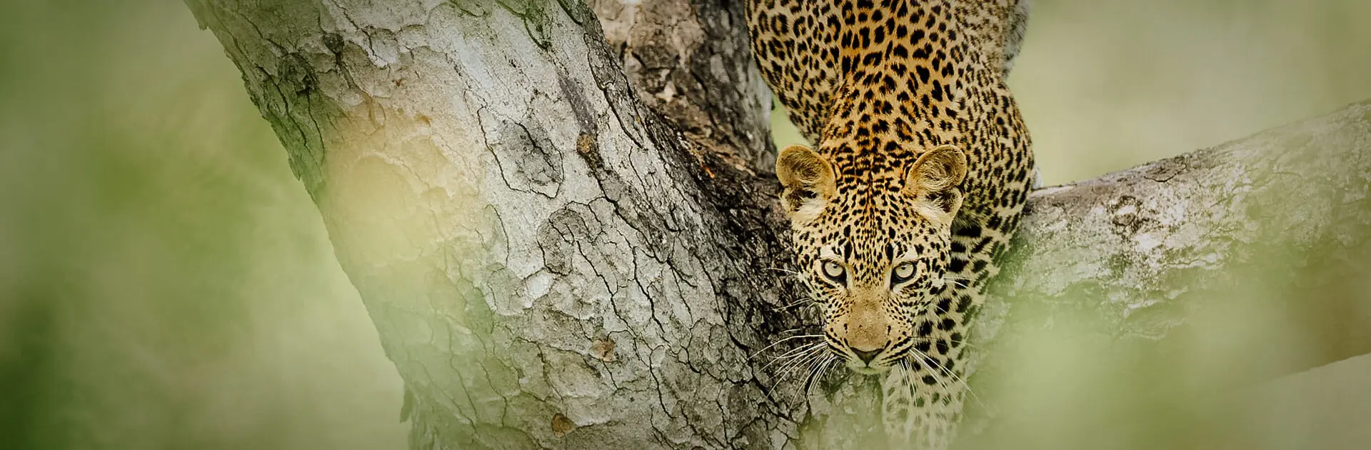 Un leopardo se arrastra por un árbol con algunas hojas verdes desenfocadas | Go2Africa