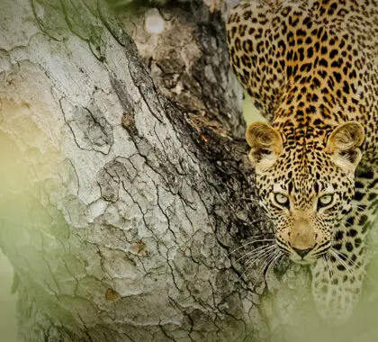 Un leopardo al acecho | Singita Boulders Lodge