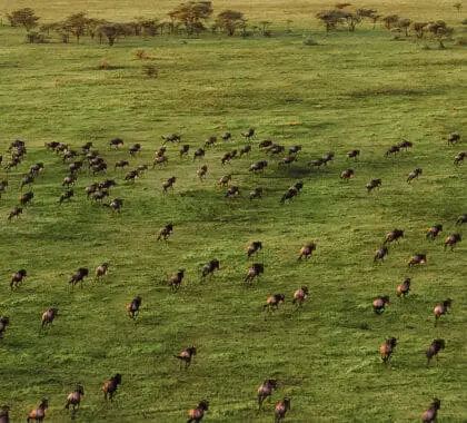 La Gran Migración desde el aire | Go2Africa