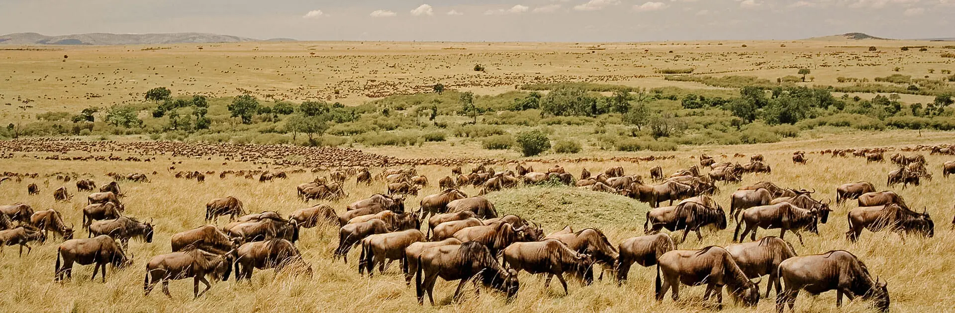 Una mega manada de ñus pasta y viaja durante la Gran Migración anual | Go2Africa