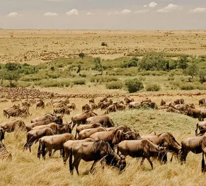 Una mega manada de ñus pasta y viaja durante la Gran Migración anual | Go2Africa