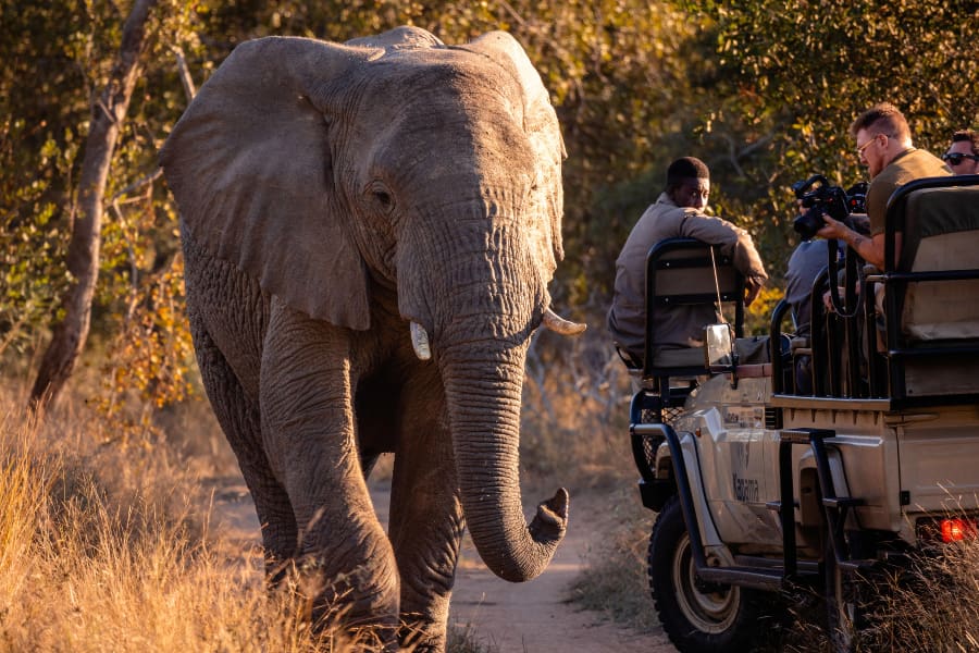 Un elefante frente a un vehículo de caza en la Reserva Privada de Kapama | Go2Africa