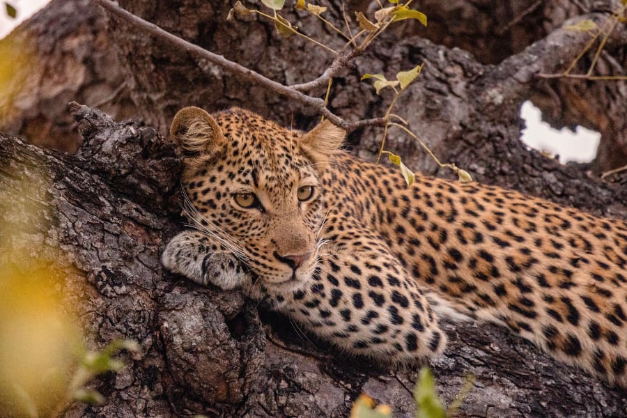 Un leopardo tumbado en un árbol en la Reserva Privada de Caza de Kapama | Go2Africa