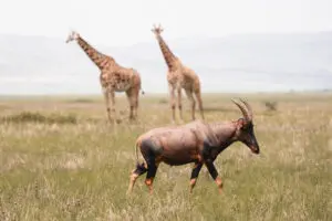 Vida salvaje en el Parque Nacional de Akagera | Wilderness Magashi