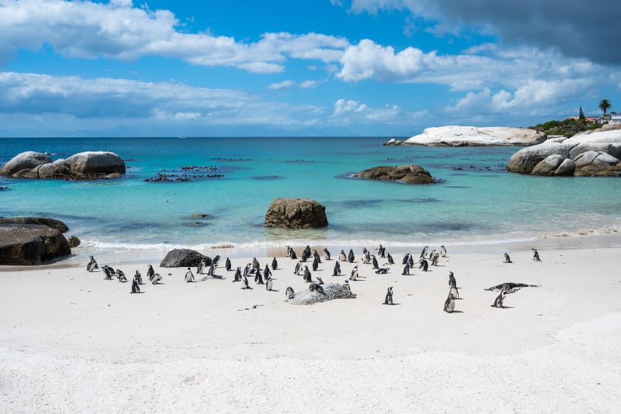 The famous Boulders Beach in Cape Town with its penguin colony | Go2Afrca