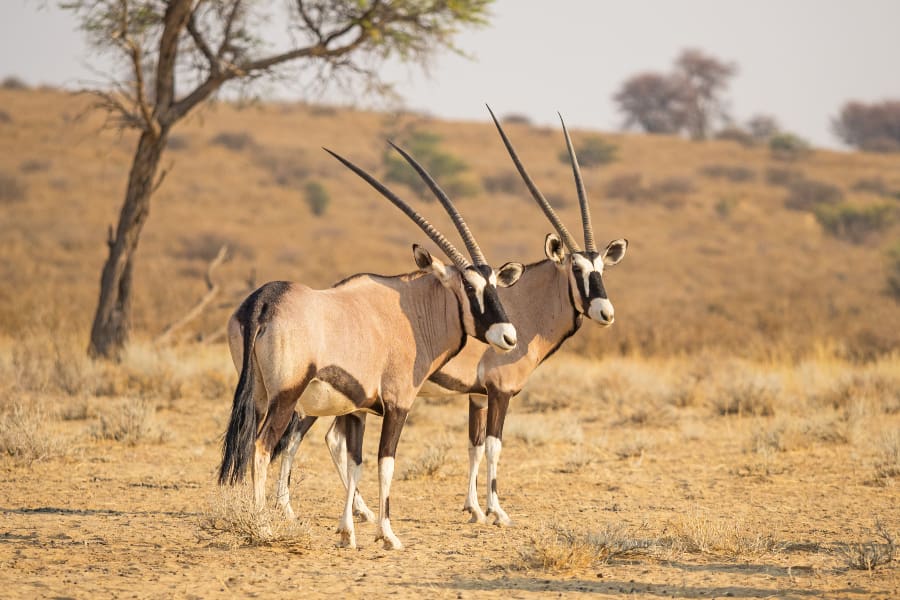 A pair of gemsbok in the Kgalagadi Transfrontier Park face the camera | Go2Africa