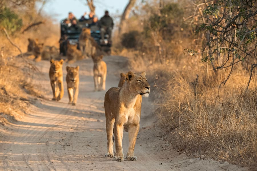 A pride of lion walks towards the camera with a game vehicle in the backdrop maintaining their distance | Go2Africa