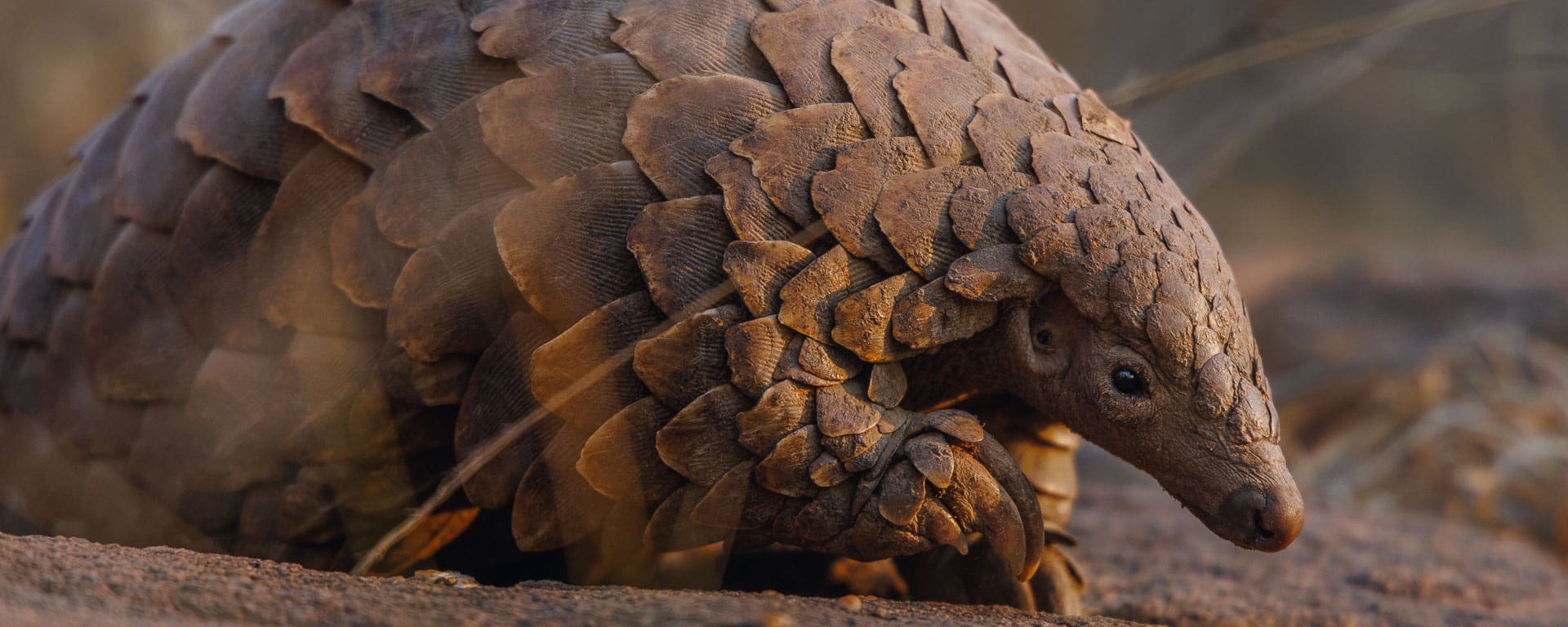 The Pangolin Roundtable: Conservation Stories That Inspire Action
