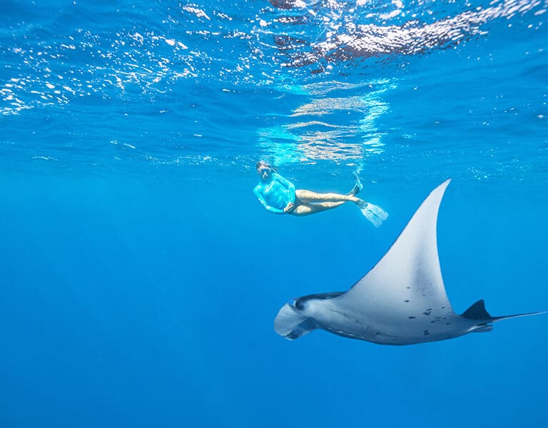 Keep an eye out for passing wildlife while snorkelling, free-diving or scuba diving. 