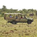 Game drives in a private conservancy. 