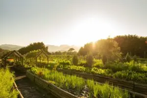 Enjoy a tour of the farm's organic food garden.