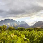 Franschhoek's vineyards and mountain range | La Cle Village