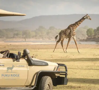 puku-ridge-game-drive-thornicrofts-giraffe