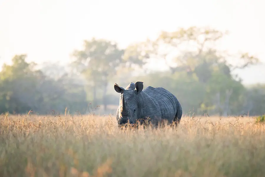 A rhino spotted on a game drive from Royal Malewane | Go2Africa