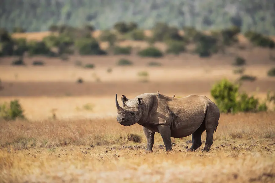 A black rhino sighted in Laikipia on a game drive from Sirai House | Go2Africa
