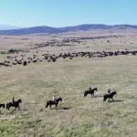 Sirai has a stud on the property and offers horseback safaris. 