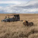 Game drives in the conservancy. 