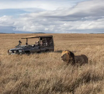 Game drives in the conservancy | Sirai House