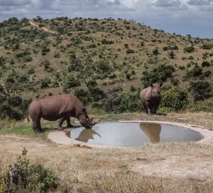 Rhinos at the waterhole.