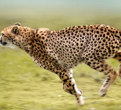 istock-108327805-banner