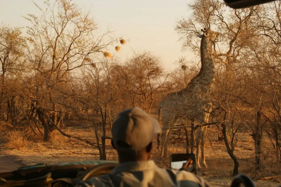 Bañado en un suave color naranja durante un safari al atardecer, un vehículo de safari se detiene para observar cómo una jirafa busca hojas en lo alto de un árbol.