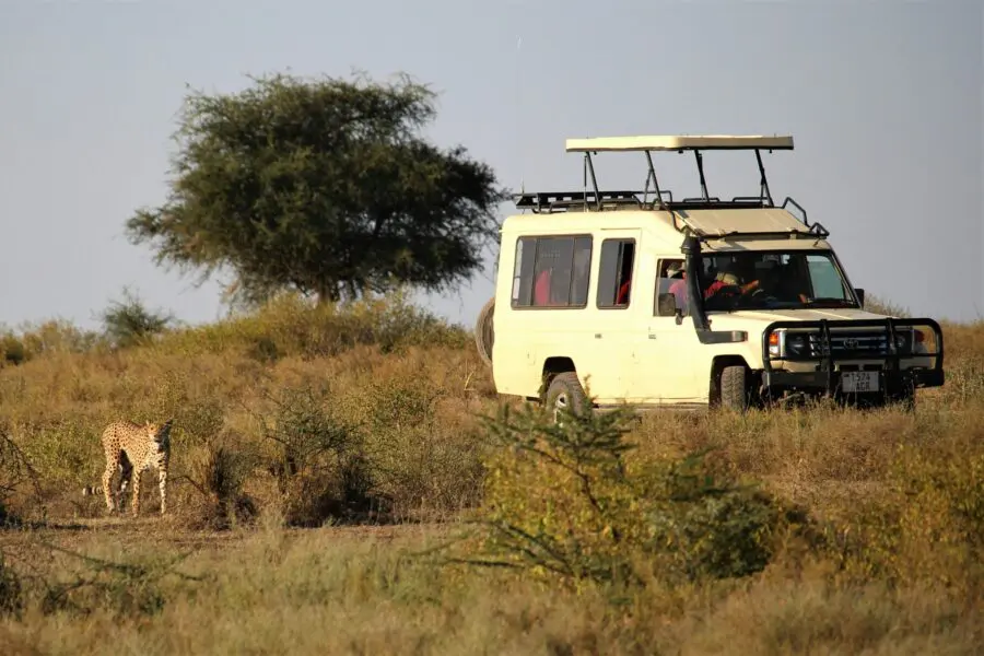 Un encuentro cercano desde un vehículo de safari con un guepardo hembra en el Serengeti de Tanzania. 