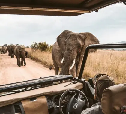¿Es seguro ir de safari en África?
