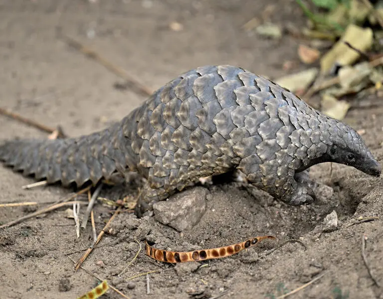 chicari-camp-gorongosa-pangolin