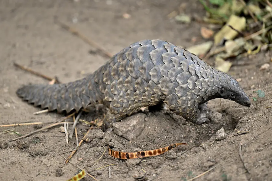 chicari-camp-gorongosa-pangolin