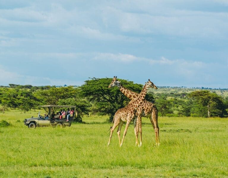 Game drives at the Nairobi National Park.