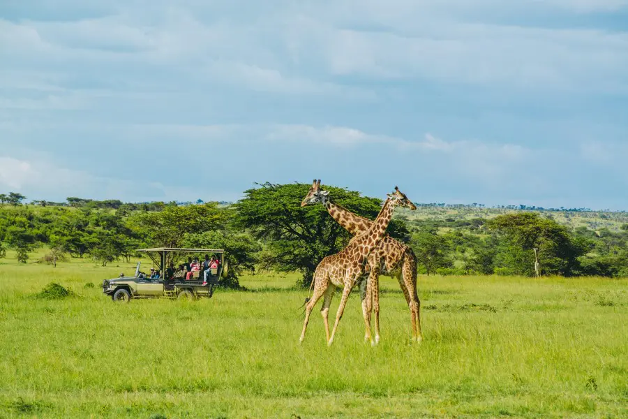 Game drives at the Nairobi National Park.