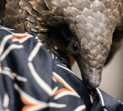gorongosa-safaris-pangolin-foraging-muzimu-chicari-2