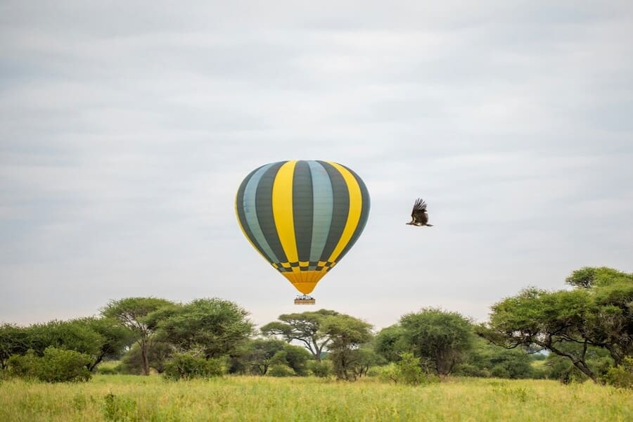A bird flies past a hot air balloon sailing over Tarangire National Park