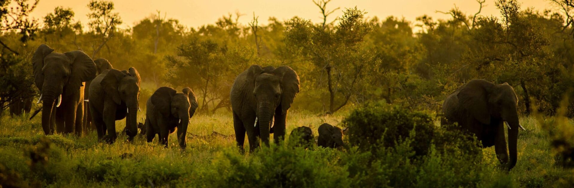 Herd of elephants at sunset