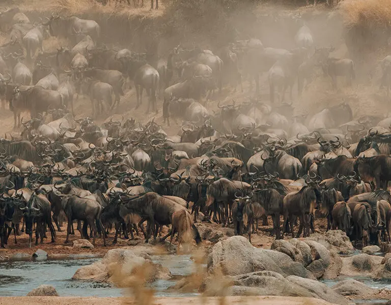 In season, witness the Great Migration at Nimali Mara. 