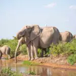Elephants congregate at the water's edge. 