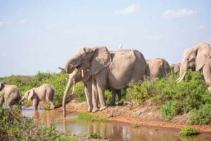 Elephants congregate at the water's edge. 