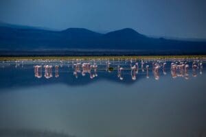 Flamingos dot the lakes. 