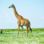 Spot wildlife on safari. 