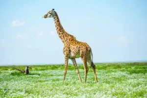 Spot wildlife on safari. 