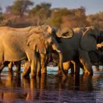Les safaris dans le parc national d'Ethosha vous permettent d'apercevoir les animaux sauvages de plus près.