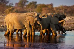 Game drives in Ethosha National Park bring you closer to spotting wildlife. 
