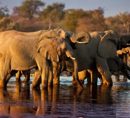Game drives in Ethosha National Park bring you closer to spotting wildlife. 
