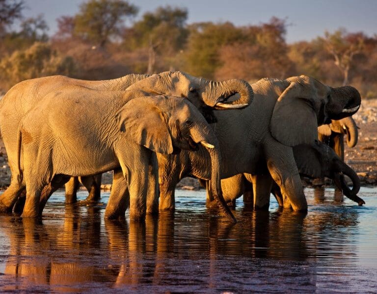 Game drives in Ethosha National Park bring you closer to spotting wildlife. 